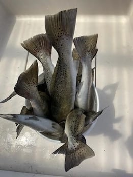 Speckled Trout Fishing in Corpus Christi, Texas