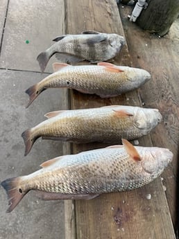 Black Drum, Redfish Fishing in Rockport, Texas