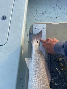 Redfish Fishing in Rockport, Texas