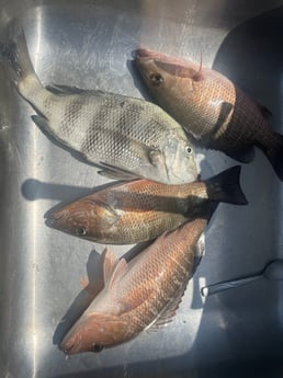 Mangrove Snapper, Sheepshead Fishing in St. Petersburg, Florida