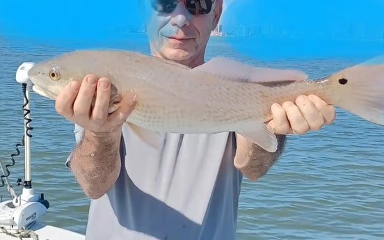 Redfish Fishing in Clearwater, Florida