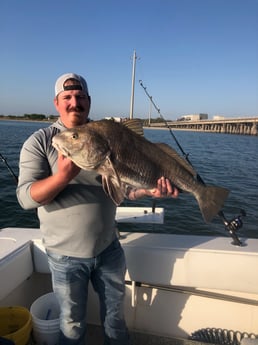 Black Drum fishing in Galveston, Texas