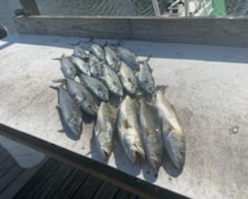 Spanish Mackerel, Speckled Trout Fishing in Destin, Florida