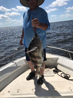 Sheepshead fishing in Freeport, Florida