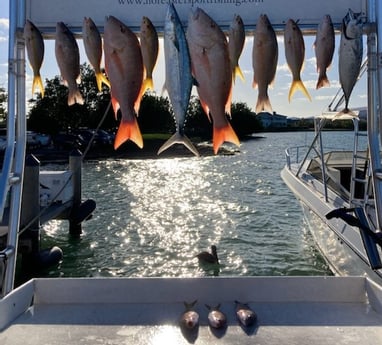 King Mackerel / Kingfish, Mutton Snapper, Yellowtail Snapper Fishing in Marathon, Florida