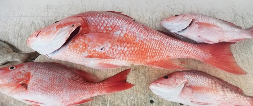 Red Snapper fishing in Corpus Christi, Texas