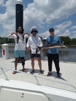 Black Seabass, Cobia Fishing in St. Marys, Georgia