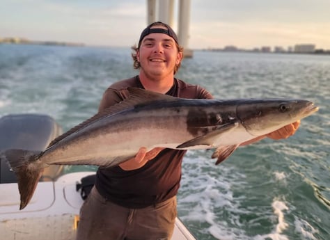 Cobia fishing in Clearwater, Florida