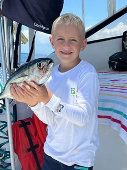 Blackfin Tuna fishing in Naples, Florida