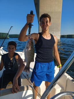 Mangrove Snapper fishing in St. Petersburg, Florida