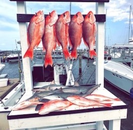 Blacktip Shark, Red Snapper Fishing in Destin, Florida