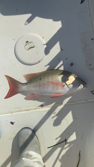 Fishing in Key Largo, Florida