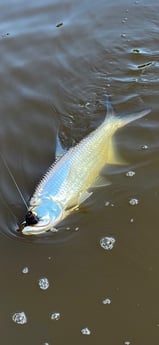 Tarpon Fishing in Islamorada, Florida