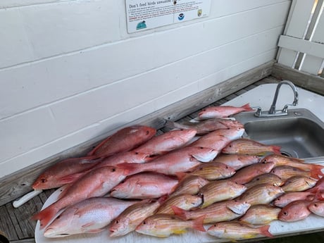 Lane Snapper, Red Snapper fishing in Clearwater, Florida