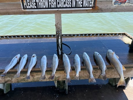 Redfish, Speckled Trout Fishing in Rockport, Texas