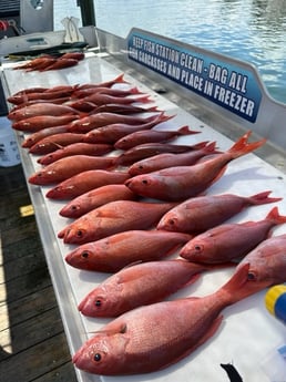 Vermillion Snapper Fishing in Destin, Florida