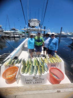 Mahi Mahi Fishing in Key Largo, Florida