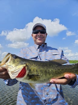 Largemouth Bass Fishing in Fort Lauderdale, Florida