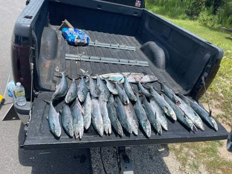 King Mackerel / Kingfish fishing in Gulf Shores, Alabama