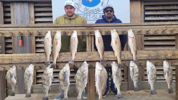 Black Drum, Redfish Fishing in Corpus Christi, Texas