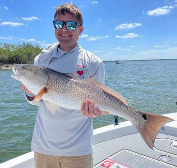 Redfish Fishing in St. Petersburg, Florida