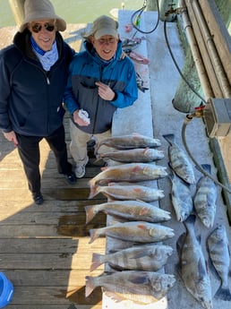 Black Drum, Redfish fishing in Rockport, Texas