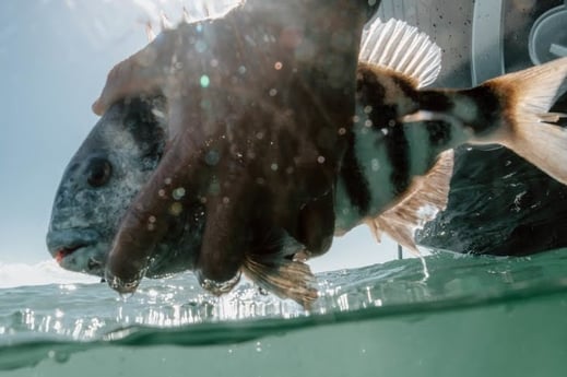 Snook fishing in Sarasota, Florida