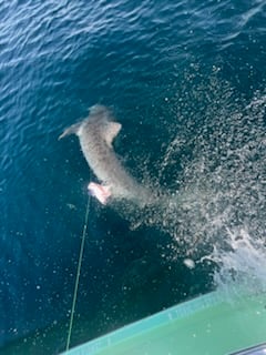 Tiger Shark Fishing in Destin, Florida