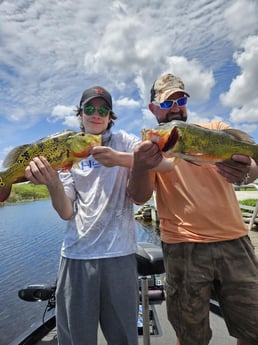 Peacock Bass Fishing in Fort Lauderdale, Florida