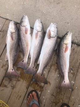 Redfish Fishing in Rockport, Texas