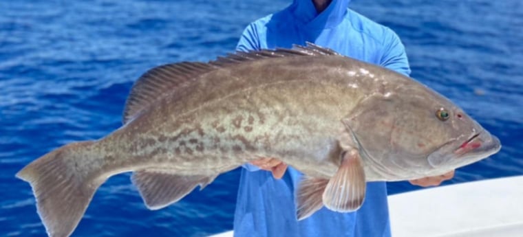 Gag Grouper Fishing in Clearwater, Florida