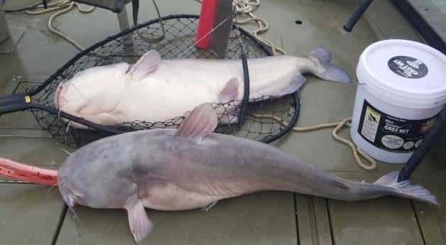 Blue Catfish fishing in Dallas, Texas