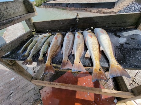 Redfish, Speckled Trout / Spotted Seatrout Fishing in Rio Hondo, Texas