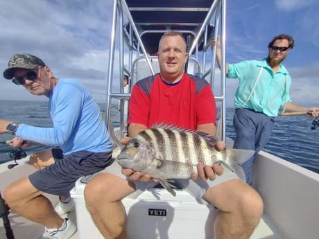 Sheepshead Fishing in Sarasota, Florida