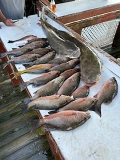 Blue Catfish, Mangrove Snapper Fishing in Key West, Florida