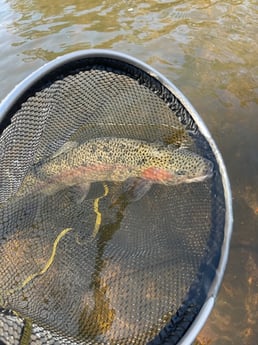 Rainbow Trout Fishing in Hume, California