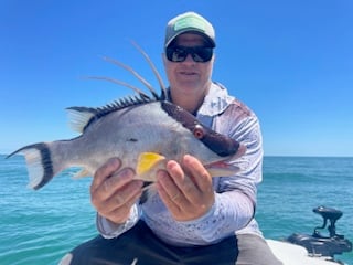 Hogfish Fishing in Crystal River, Florida