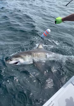 Mako Shark Fishing in Freeport, New York, USA