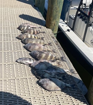 Sheepshead Fishing in Gulf Shores, Alabama