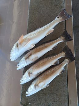 Redfish, Speckled Trout Fishing in Galveston, Texas