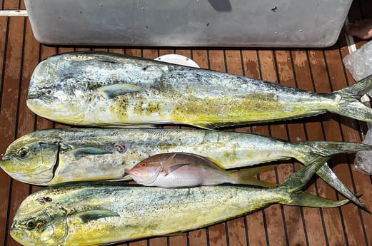 Mahi Mahi / Dorado, Yellowtail Snapper fishing in Riviera Beach, Florida