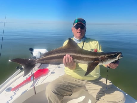 Cobia Fishing in Tampa, Florida