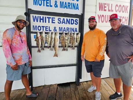 Black Drum, Redfish Fishing in South Padre Island, Texas