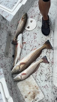 Redfish fishing in South Padre Island, Texas