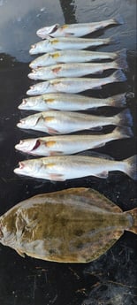 Flounder, Speckled Trout / Spotted Seatrout fishing in Galveston, Texas