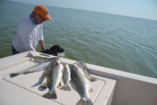 Speckled Trout / Spotted Seatrout fishing in Corpus Christi, Texas