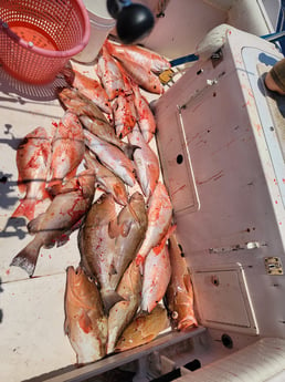 Red Grouper, Red Snapper Fishing in Clearwater, Florida