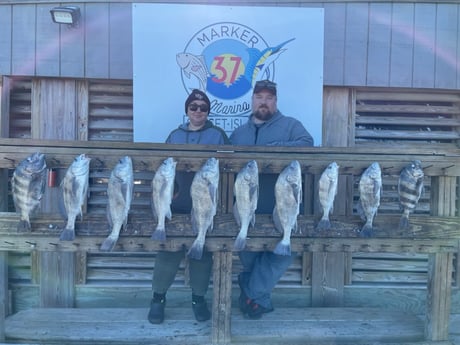 Black Drum, Sheepshead Fishing in Corpus Christi, Texas