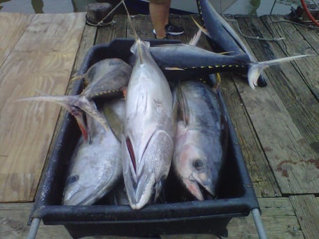 Yellowfin Tuna Fishing in Boothville-Venice, Louisiana