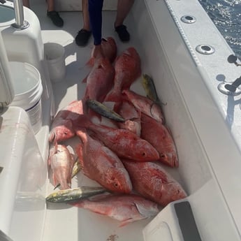 Mahi Mahi / Dorado, Red Snapper fishing in Port Aransas, Texas